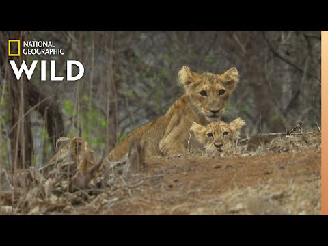 Asiatic Lions in Peril | Nat Geo Wild